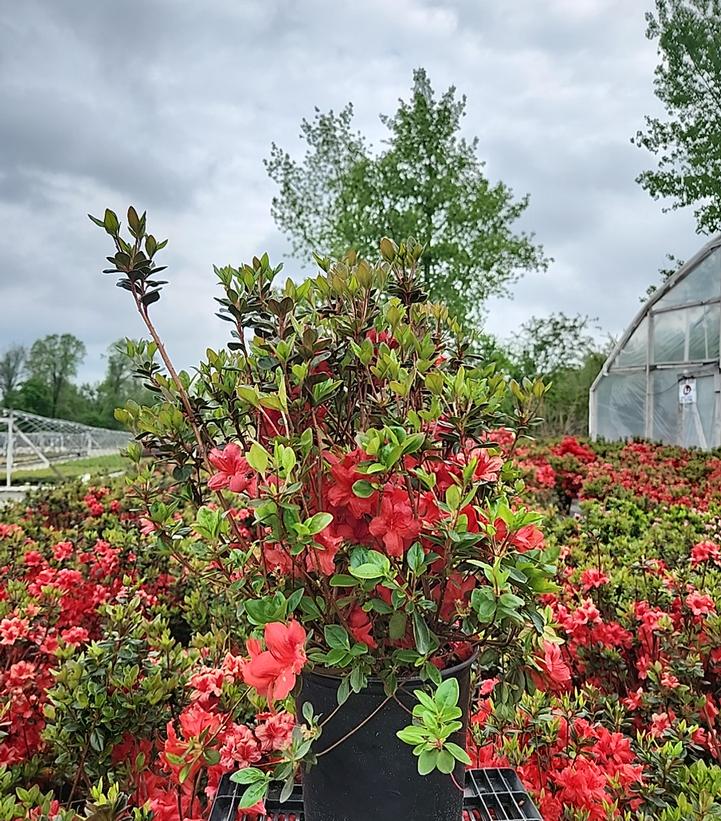 Azalea 'Stewartstonian'