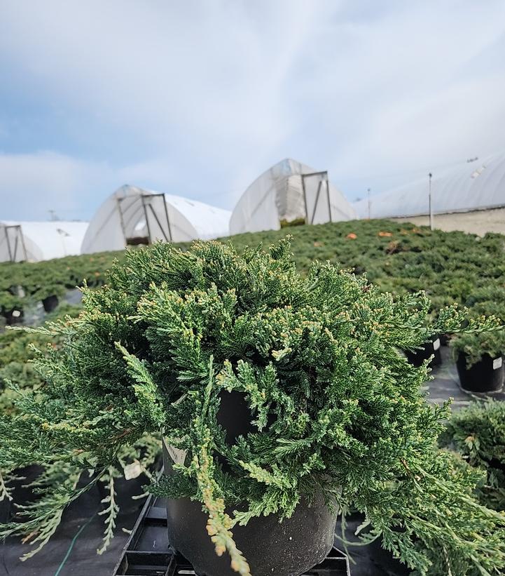 Juniperus horizontalis 'Wiltoni'