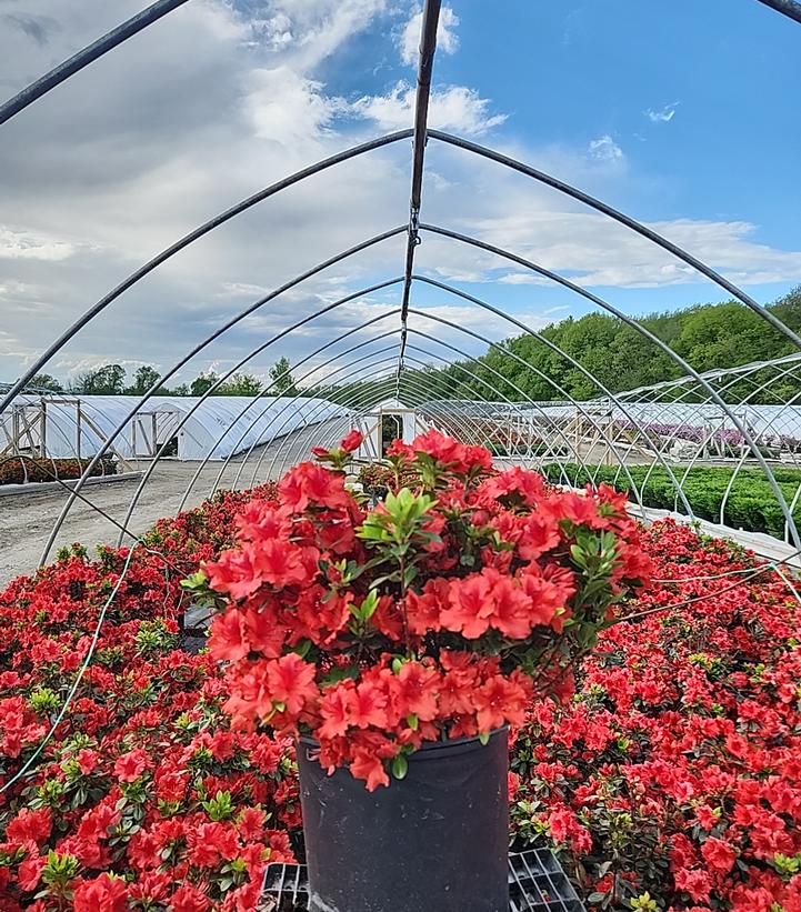 Azalea 'Girards Crimson'