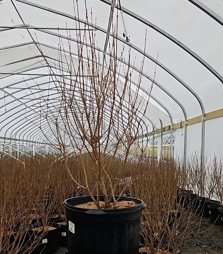 Ligustrum ovalifolium 