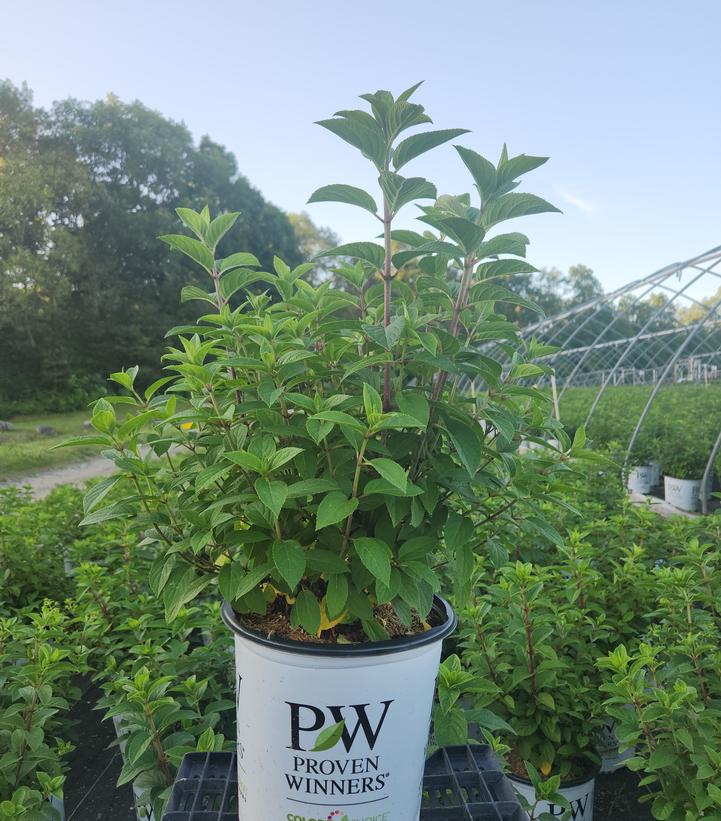 Hydrangea paniculata Bobo®
