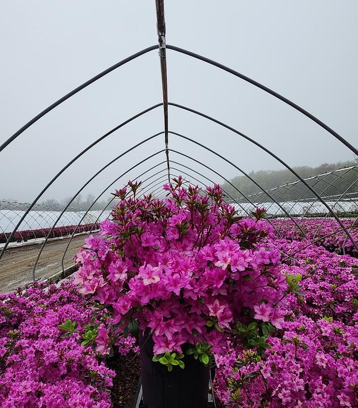 Azalea 'Karen'