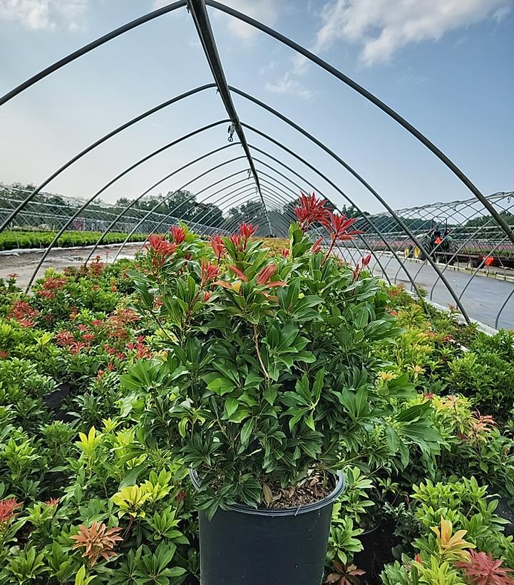 Pieris jap. 'Mountain Fire'