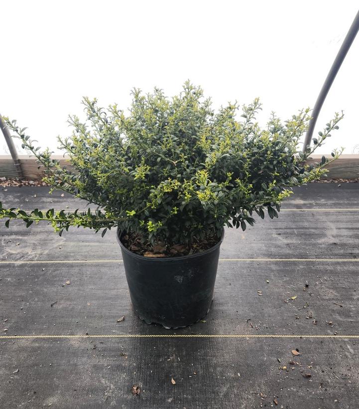 Ilex crenata 'Soft Touch'