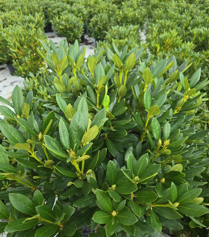 Rhododendron cat. Cunningham's White