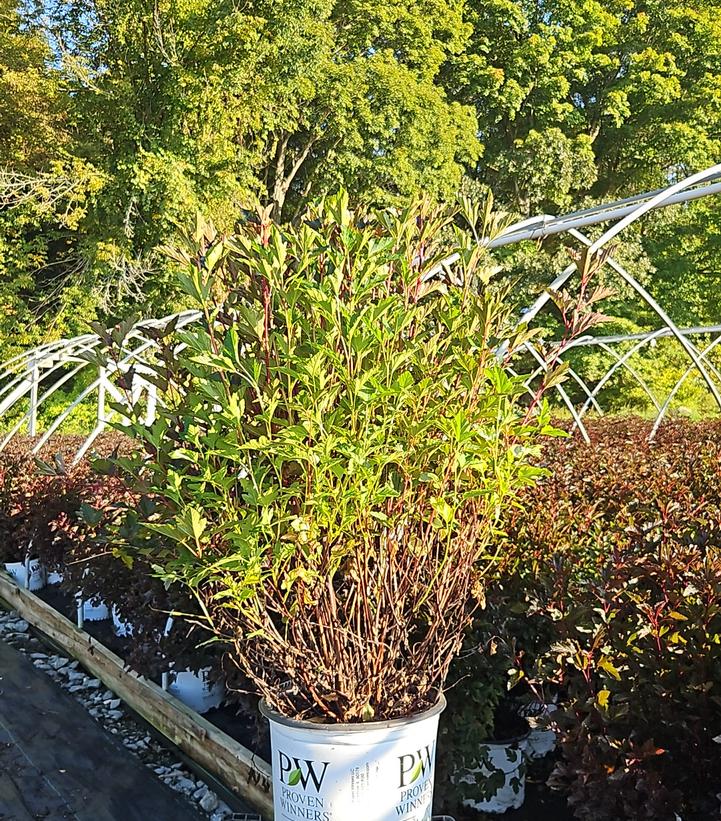 Physocarpus opulifolius Summer Wine®