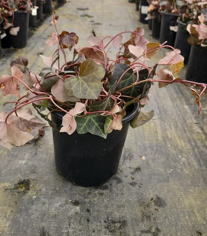Hedera helix 