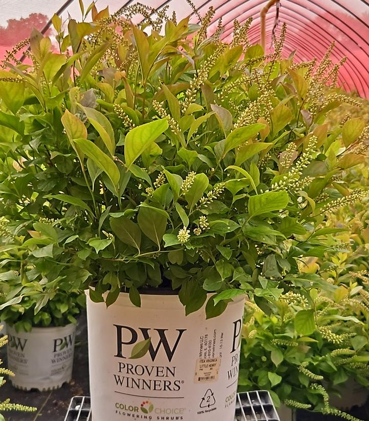 Itea virginica Little Henry®