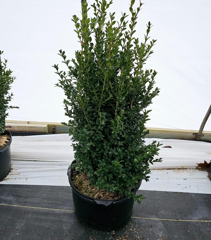 Buxus sempervirens x sinica var. insularis 'Green Mountain'