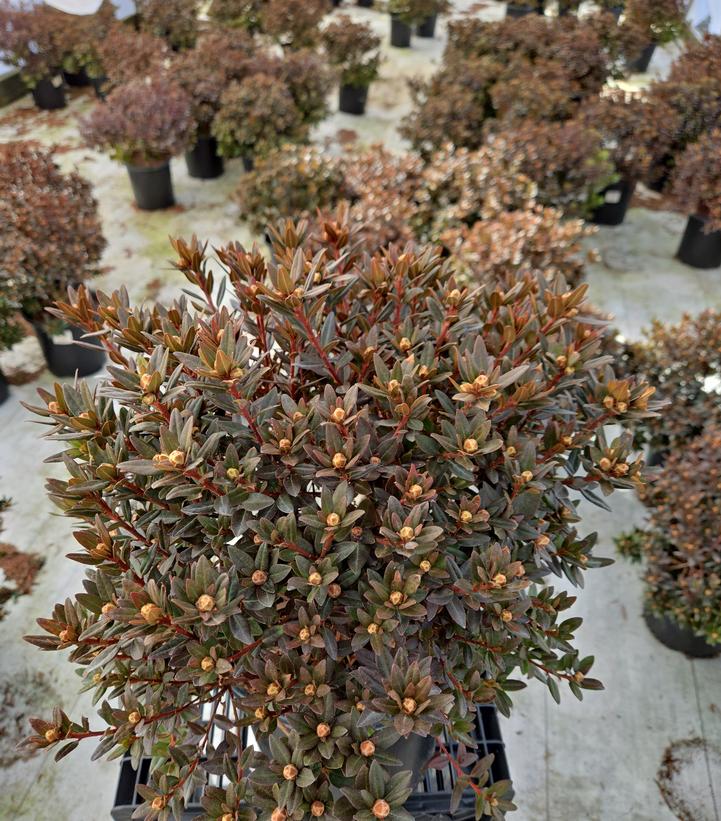 Rhododendron X 'Purple Gem'