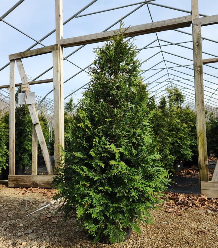 Thuja x 'Green Giant'