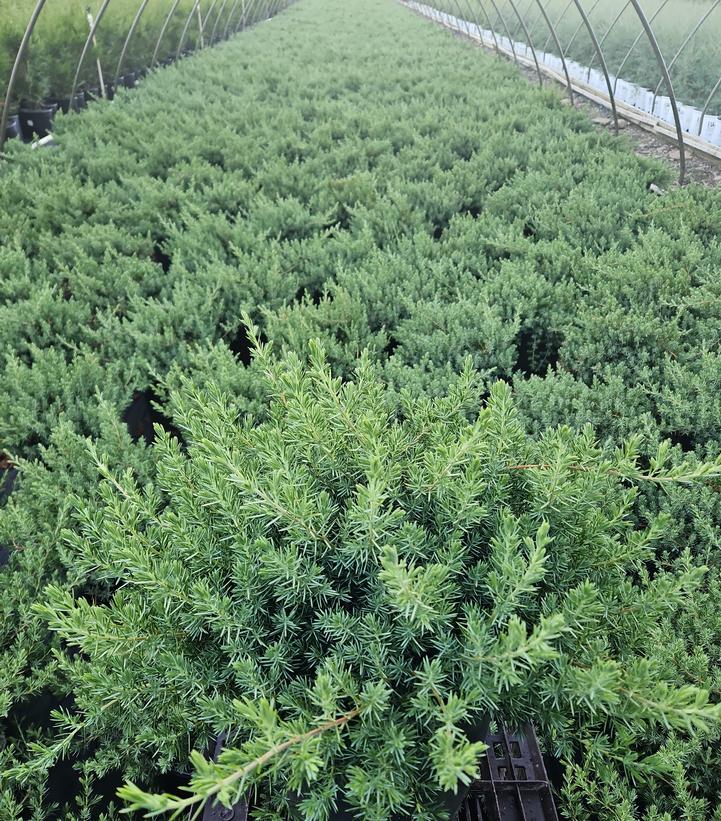 Juniperus conferta Blue Pacific
