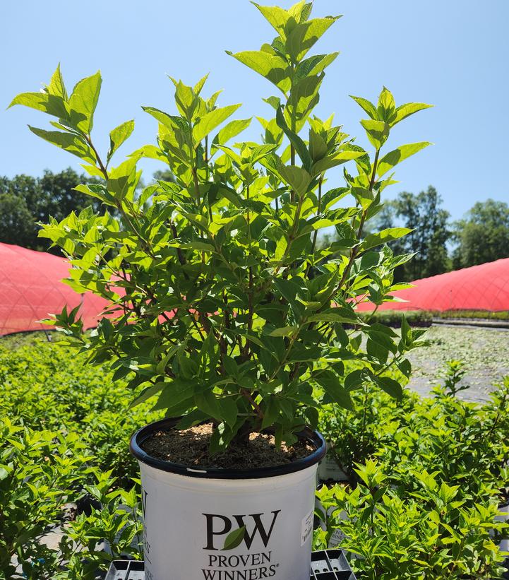 Hydrangea paniculata Little Lime®