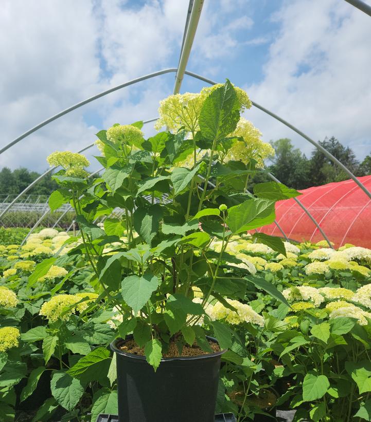 Hydrangea arborescens 'Annabelle'