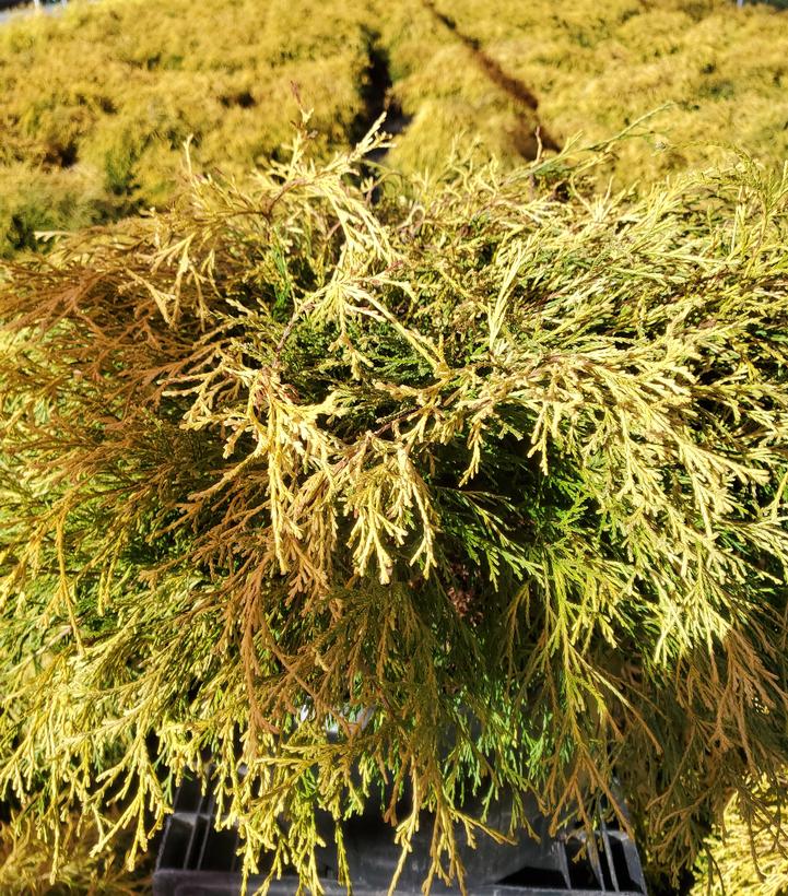 Chamaecyparis pisifera 'Filifera Aurea'