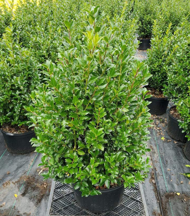 Ilex x meserveae 'Blue Maid'