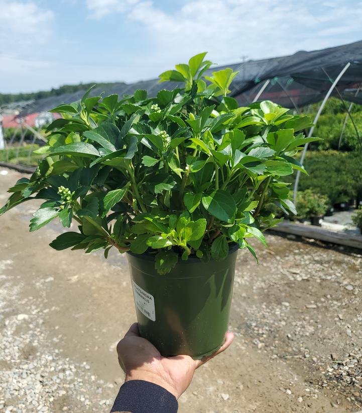 Sarcococca hookeriana var. humilis