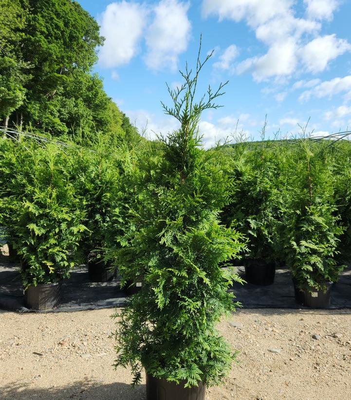 Thuja x 'Green Giant'