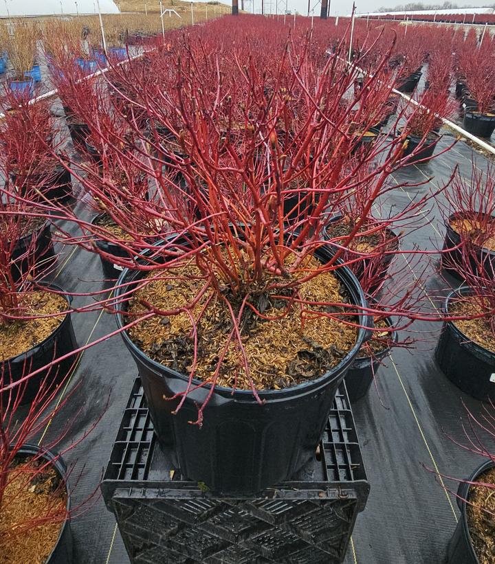 Cornus alba Ivory Halo®