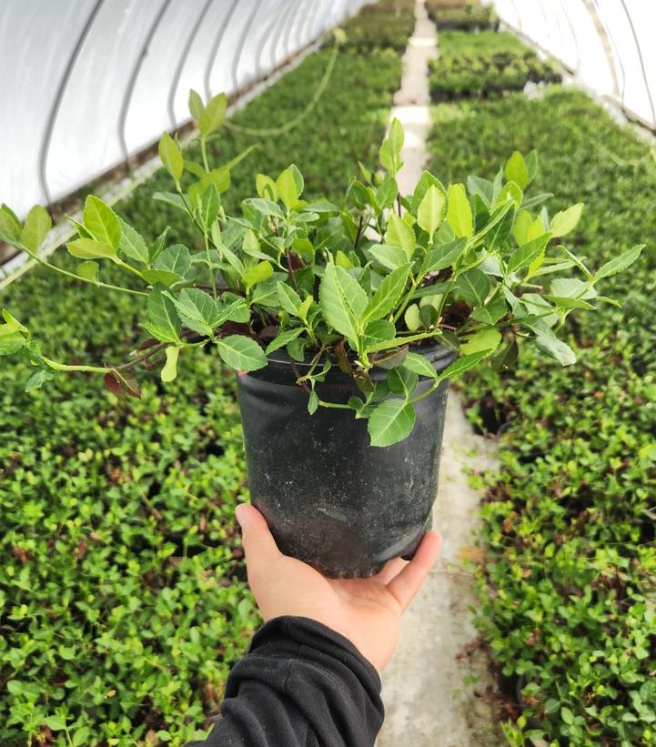Euonymus coloratus 