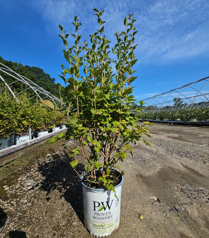 Syringa x Bloomerang® Bloomerang® Dark Purple