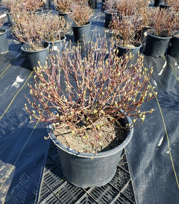 Cornus alba Ivory Halo®