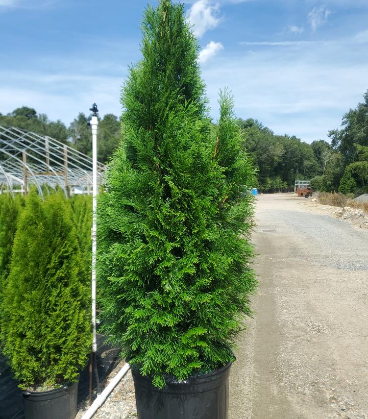 Thuja occidentalis 'Smaragd'