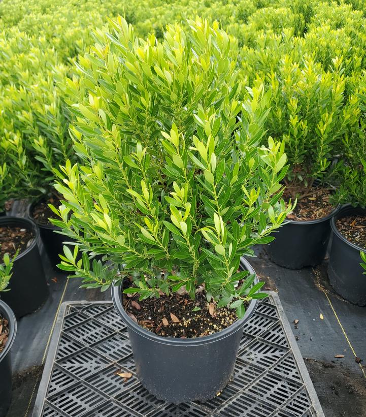 Ilex glabra 'Shamrock'