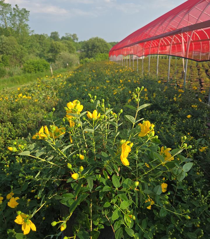 Hypericum patulum 'Hidcote'
