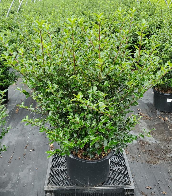 Ilex x meserveae 'Blue Princess'