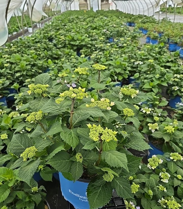 Hydrangea macrophylla Endless Summer® Collection Endless Summer® Twist-N-Shout®