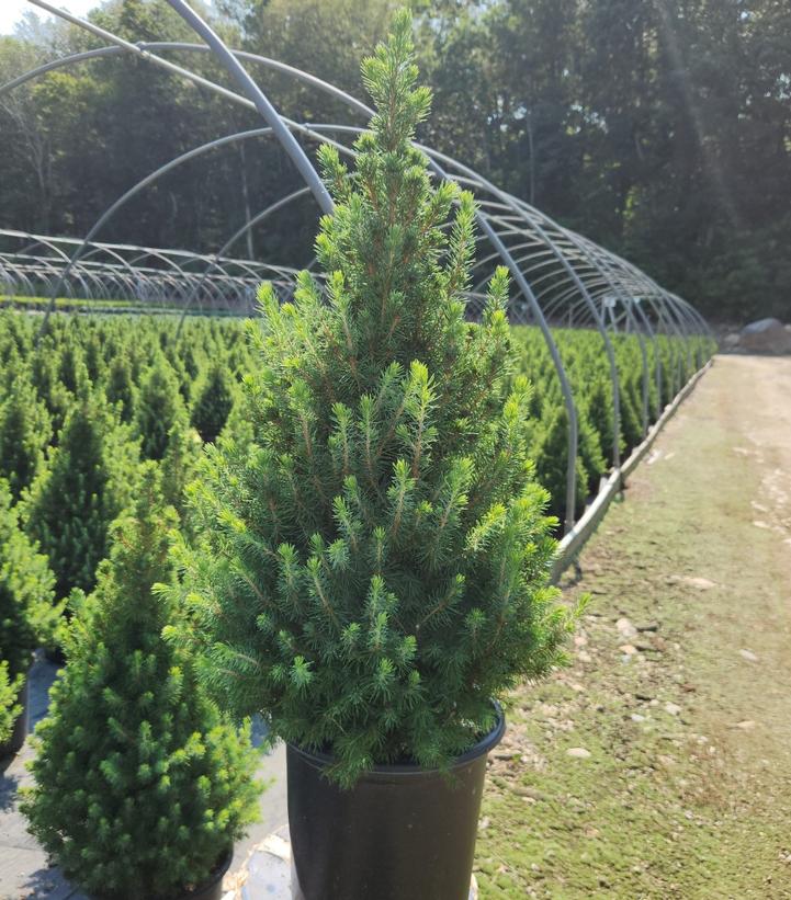 Picea glauca 'Conica'
