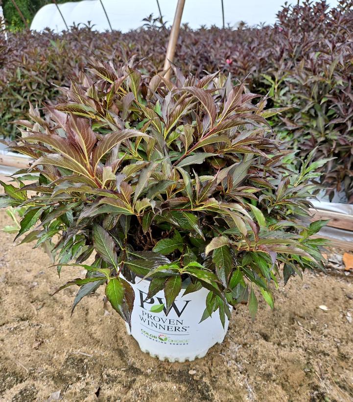 Weigela florida Spilled Wine®