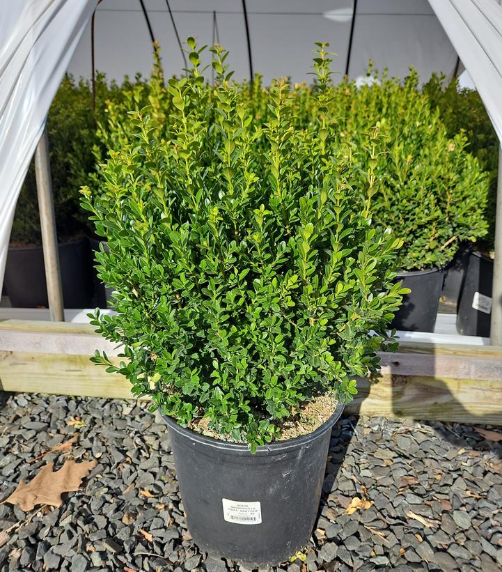 Buxus microphylla var. japonica Baby Gem™