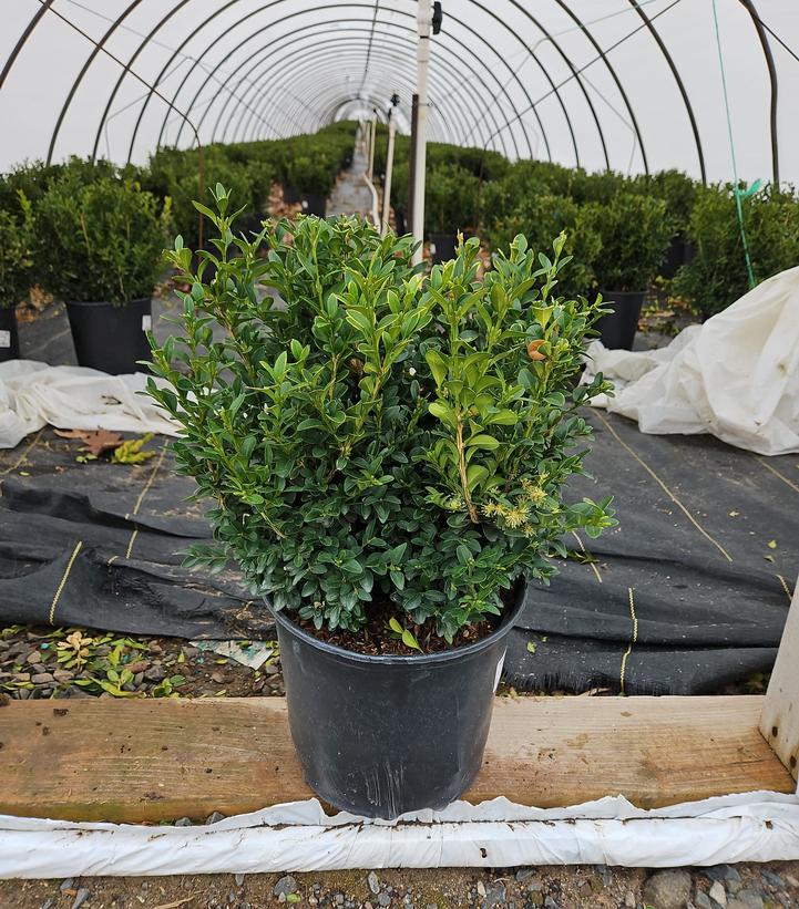 Buxus microphylla var. japonica Green Velvet