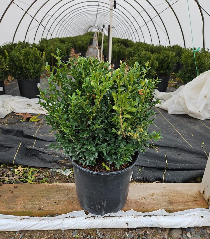 Buxus microphylla var. japonica Green Velvet