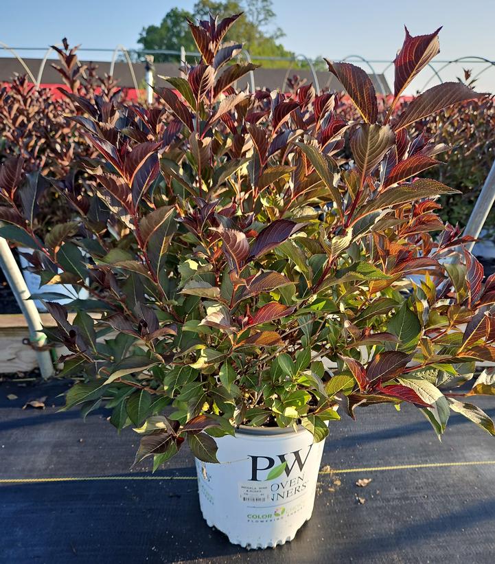 Weigela florida Wine & Roses®