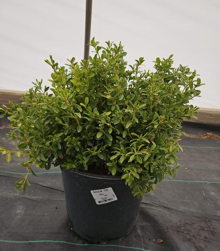 Buxus microphylla 'Tide Hill'