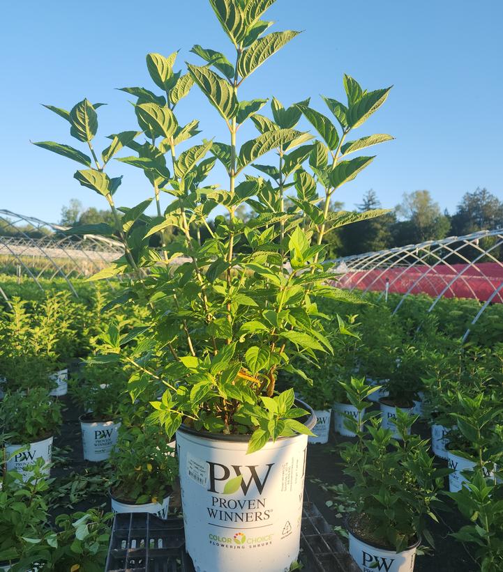 Hydrangea paniculata 'Limelight'