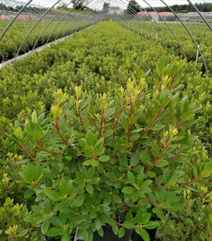 Rhododendron X PJM Elite
