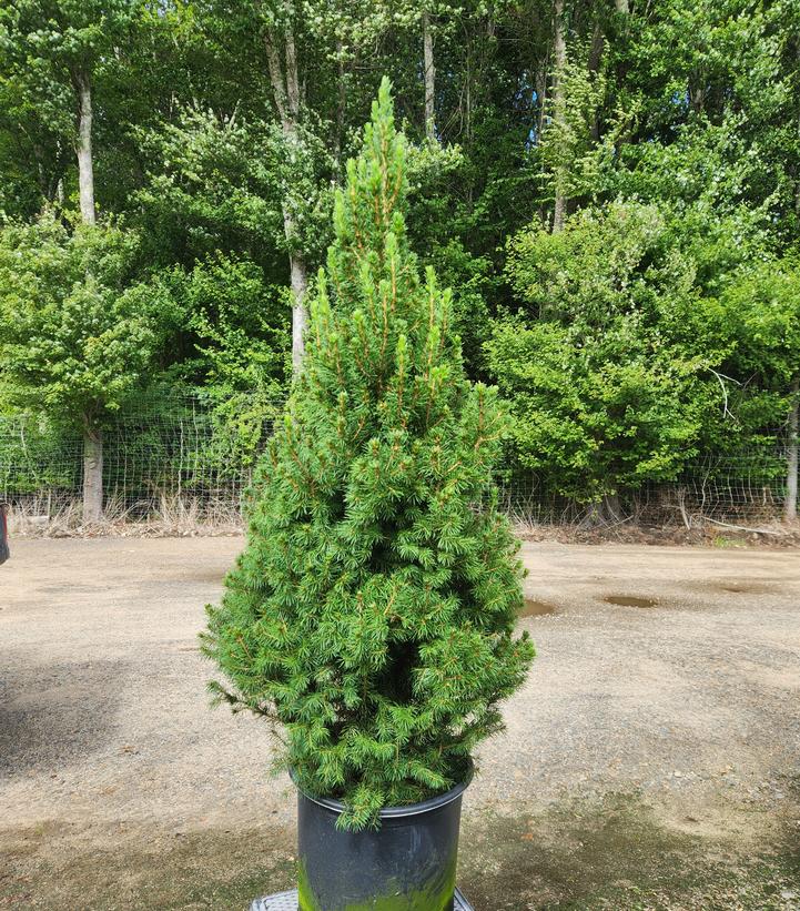 Picea glauca 'Conica'