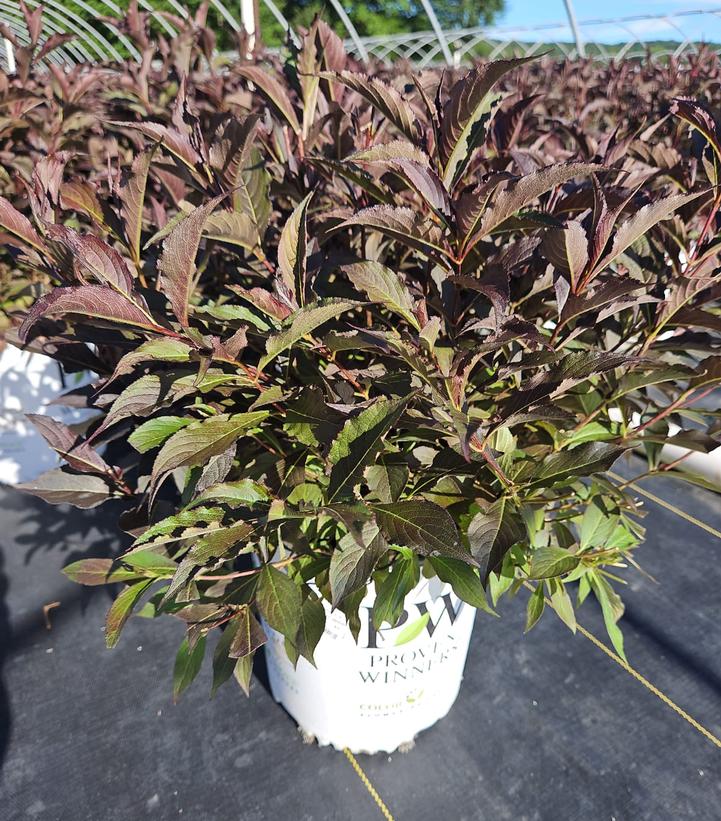 Weigela florida Spilled Wine®