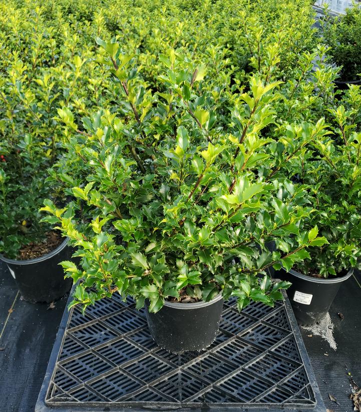 Ilex x meserveae 'Blue Princess'