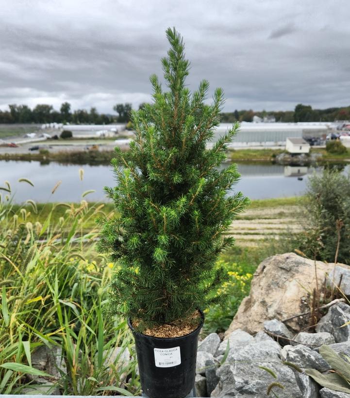 Picea glauca 'Conica'