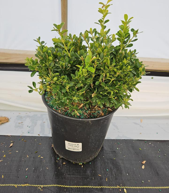 Buxus microphylla 'Tide Hill'