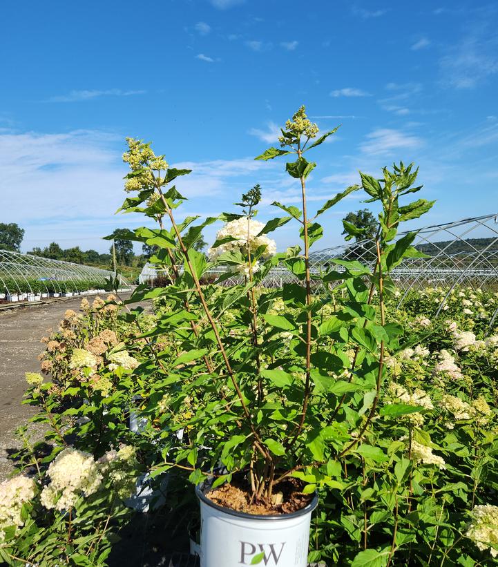 Hydrangea paniculata 'Limelight'