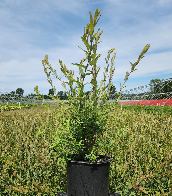 Salix integra 'Hakuro Nishiki'