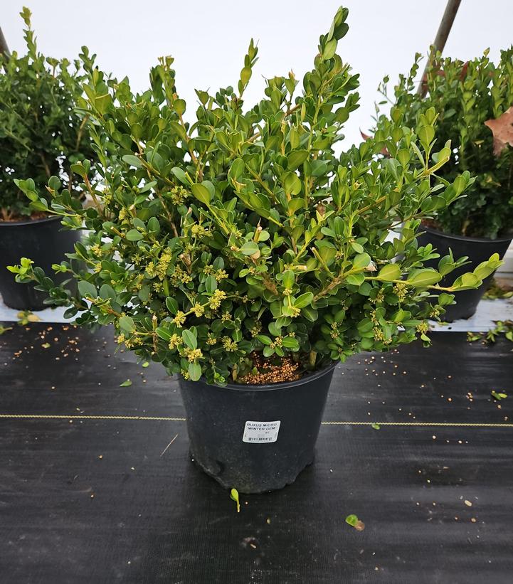 Buxus microphylla var. japonica 'Winter Gem'
