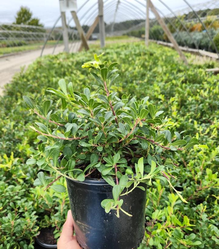 Arctostaphylos Massachusetts Hybrid