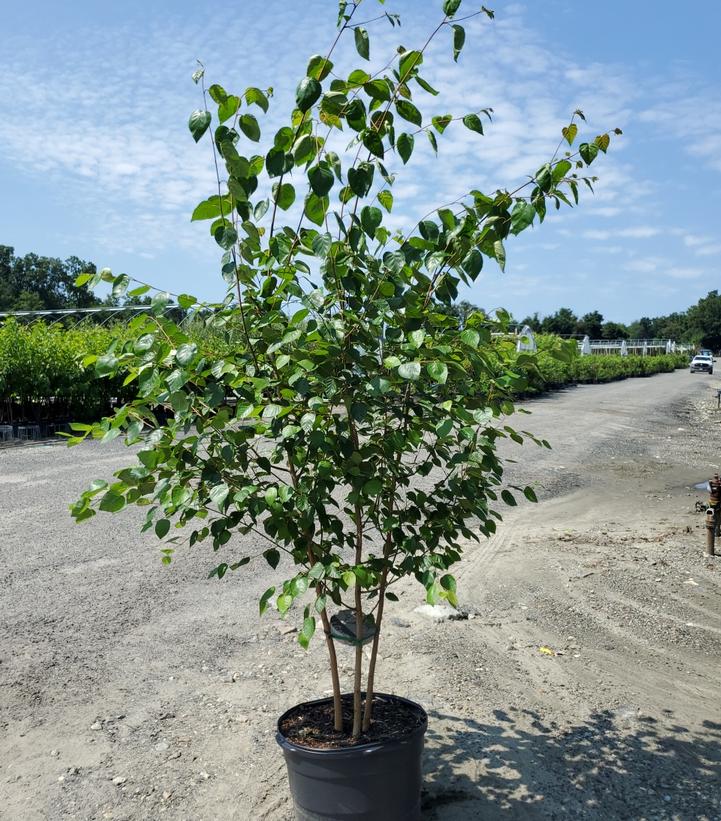 Betula jacquemontii 